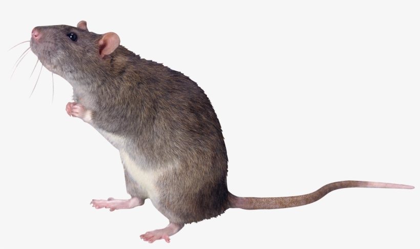 Rat Png - Tikus Png, transparent png download