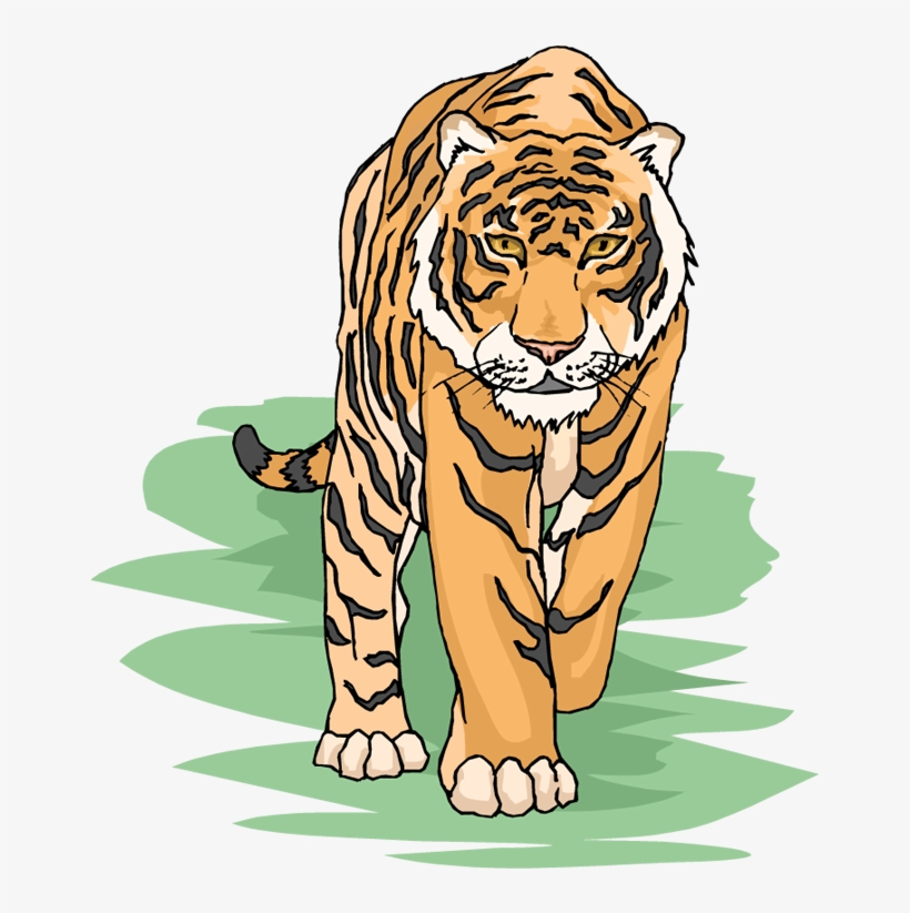 Tiger Clipart, transparent png download