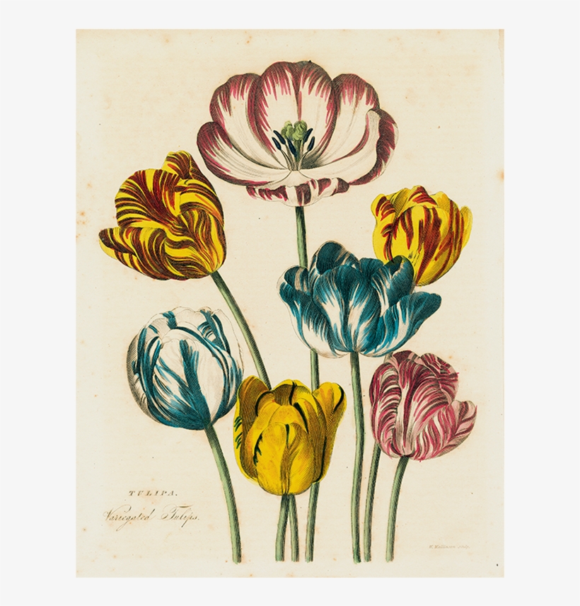 033 A7b0f9e4 Fd6a 42c2 9823 64067a174197 V=1527861633 - Art Print: Botanical Series' Tulip 18, 38x29in., transparent png download