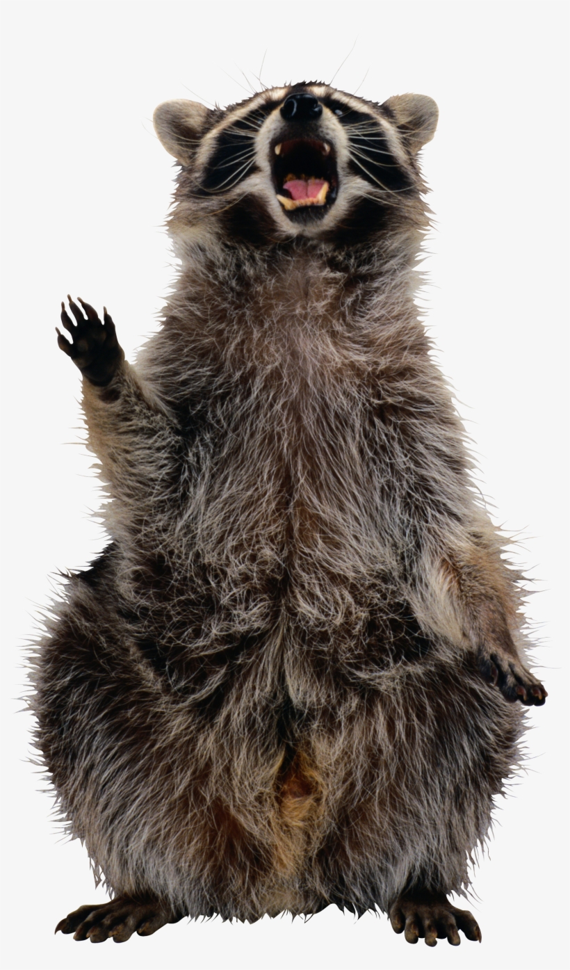 Raccoon Png, transparent png download