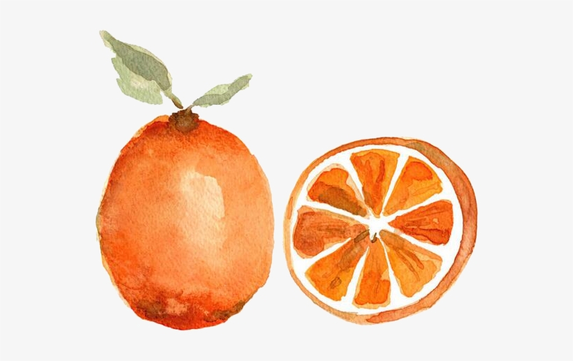 Watercolor Painting Orange Fruit Printmaking - Fruity Water Color Png, transparent png download
