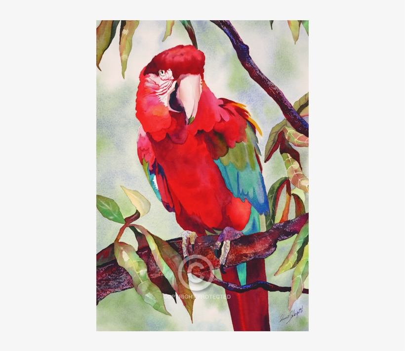 1 - Macaw, transparent png download