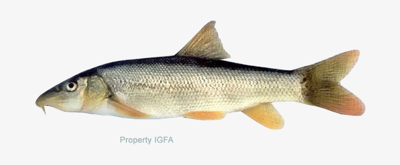 Barbel - Coastal Cutthroat Trout, transparent png download