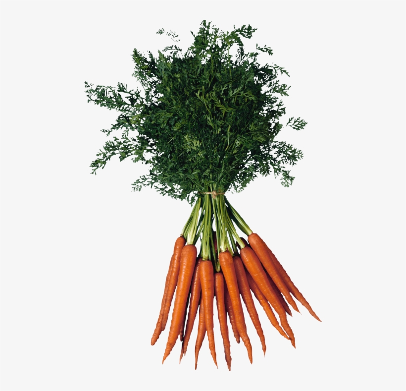 Free Png Carrot Png Images Transparent - Types Of Vitamins B, transparent png download