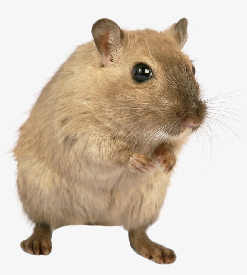 Rat Png, transparent png download