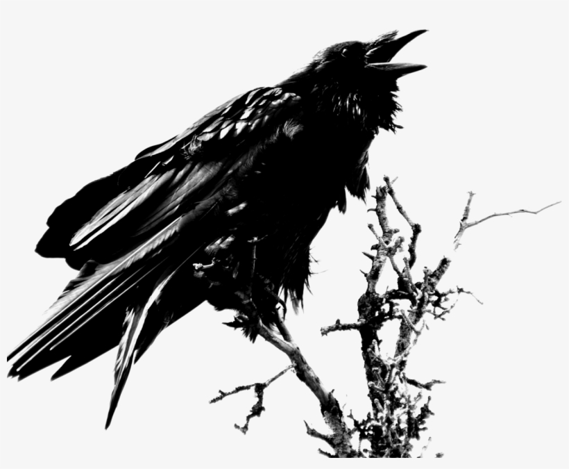 Transparent Images Pluspng Image - Raven Png, transparent png download