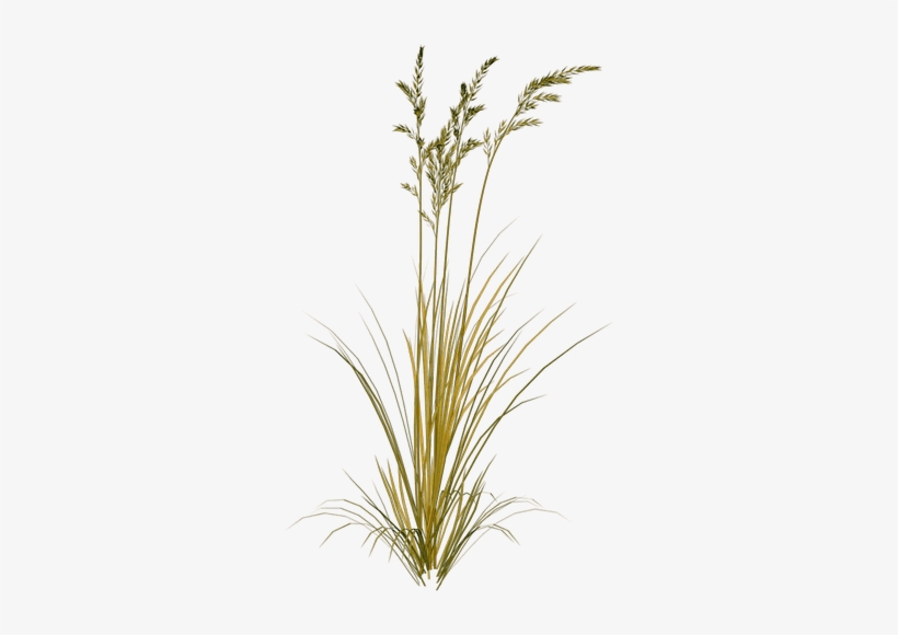 Picture Library Download Beach Grass Clipart - Sweet Grass Clipart, transparent png download