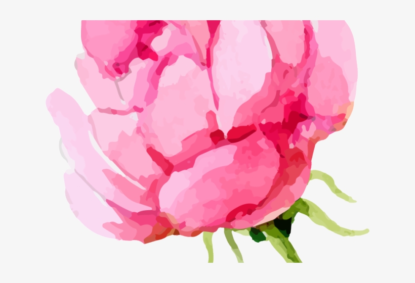 Peony Clipart Transparent Background - Peony, transparent png download