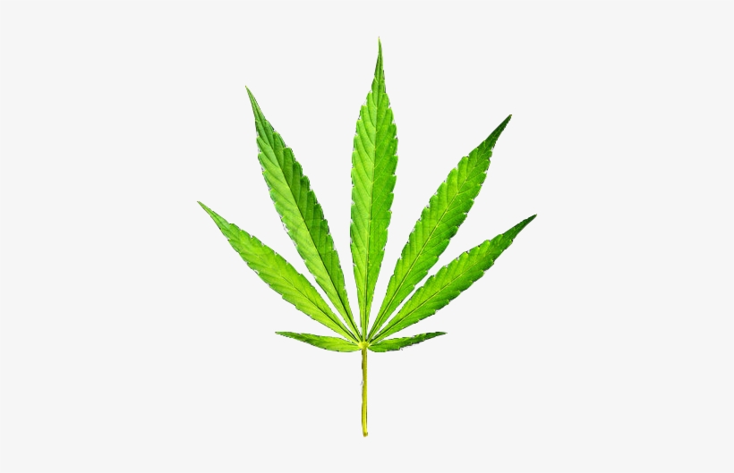 The Du Sturm College Of Law Is Now Offering A Class - Cannabis Blad, transparent png download