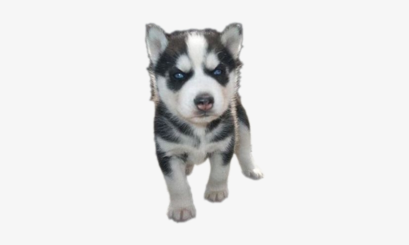Siberian Husky Puppy Png Photos - Puppy Pngs, transparent png download
