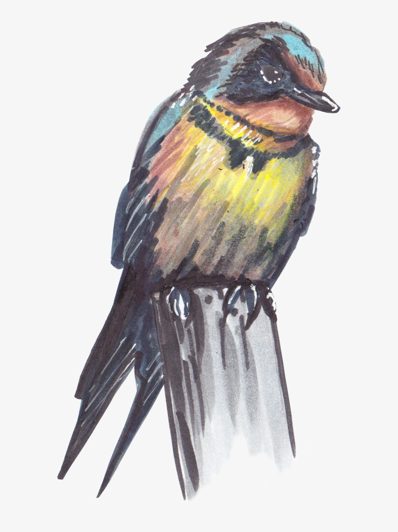 Bird Scout, transparent png download