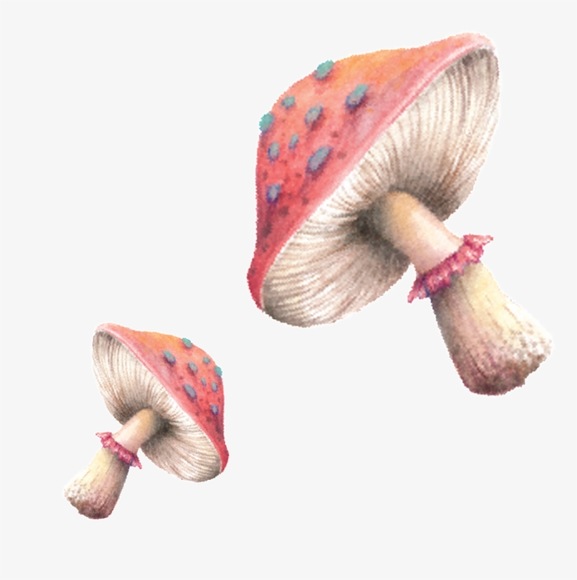 Hand Painted Mushrooms - Bullet Journal For Animal Lovers Mouse In Flowers:, transparent png download