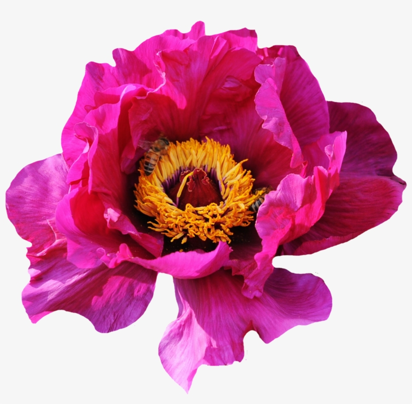 Pink Rose Flower Png Image - Pink Flower Png, transparent png download