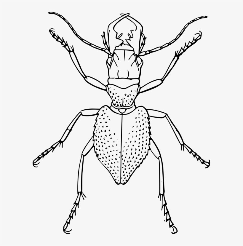 Jpg Black And White Download Beetle Line Art Ant Free - Line Drawing Of Insect, transparent png download