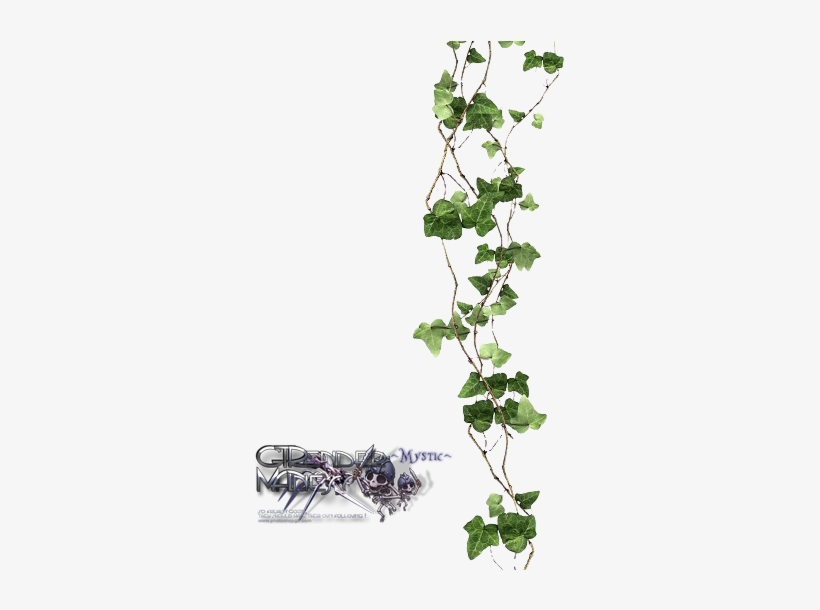 Uo5z2 - Vines With Transparent Background, transparent png download