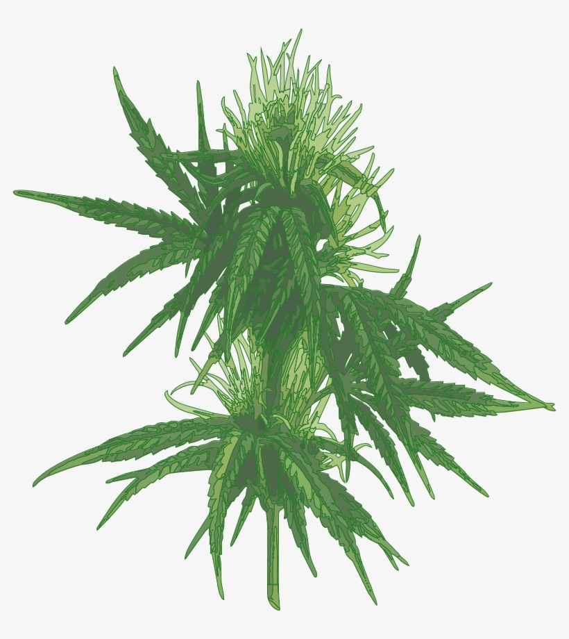 Cannabis - Cannabis A Botanical Guide, transparent png download
