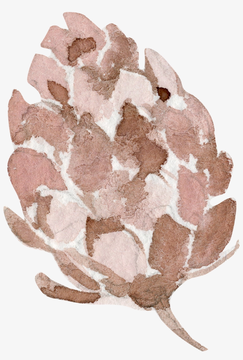Flr - Protea, transparent png download