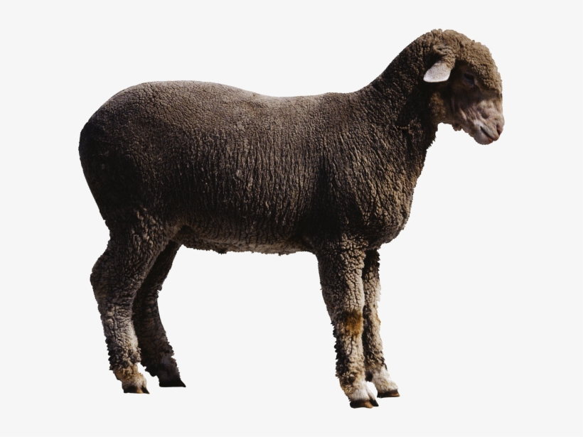 Sheep Png Free Download - Sheep Transparent Png, transparent png download