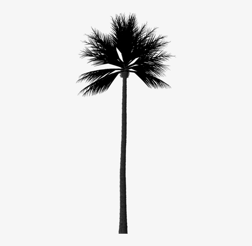 Image Result For Palm Tree Silhouette Png - Sombra Palmeira Png, transparent png download