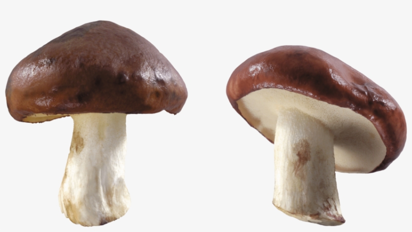 Free Png Mushroom Png Images Transparent - Mushroom Png, transparent png download