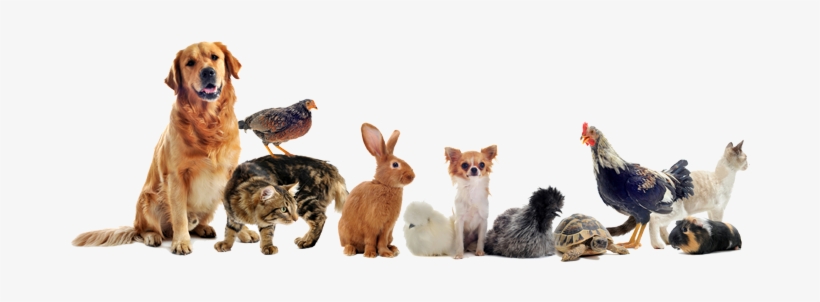 Click View To See The Effect In Action - Cats Dogs And Chickens, transparent png download