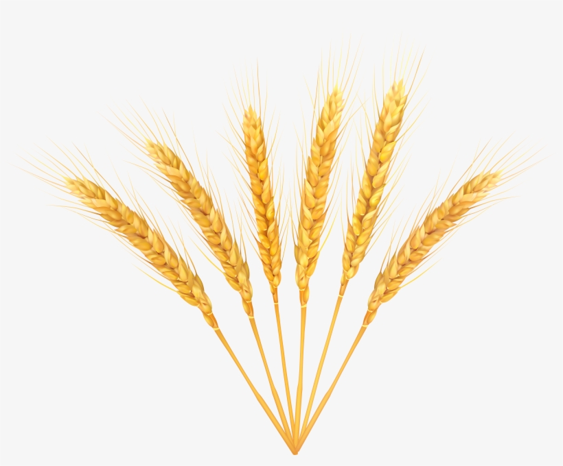 Hop Vector Wheat, transparent png download