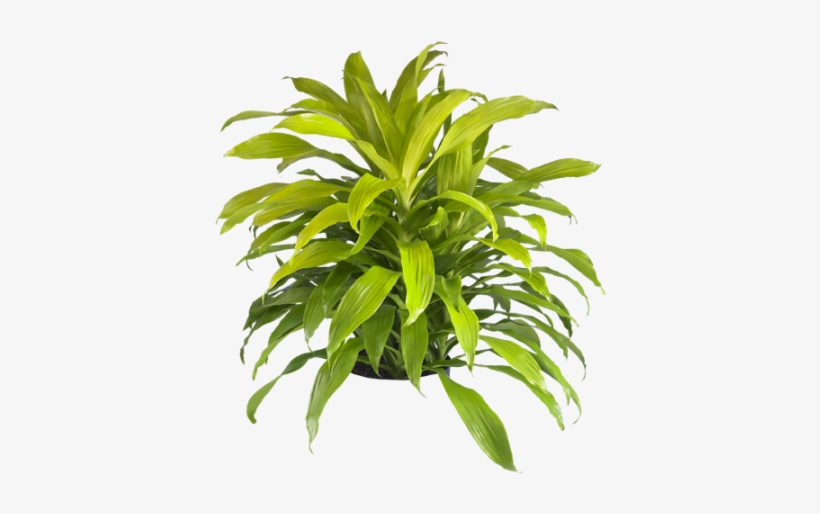 Dracaena Lime Light - Dracaena Janet Craig Lisa, transparent png download