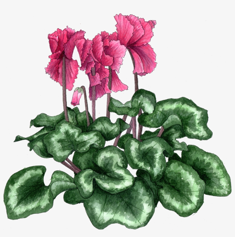 Cyclamen Frilly 300 - Cyclamen, transparent png download