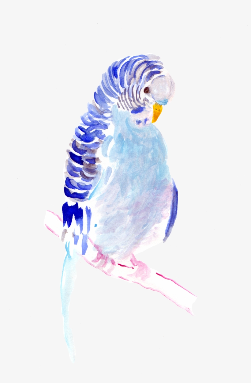Parakeet - Watercolor Painting, transparent png download