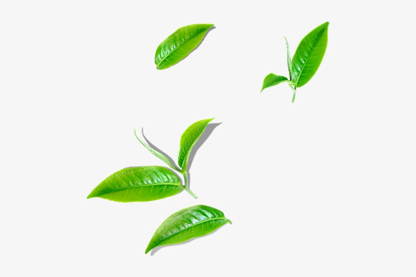 Green Tea - Illustration, transparent png download