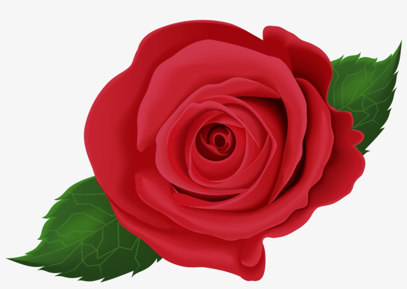 Rose, transparent png download