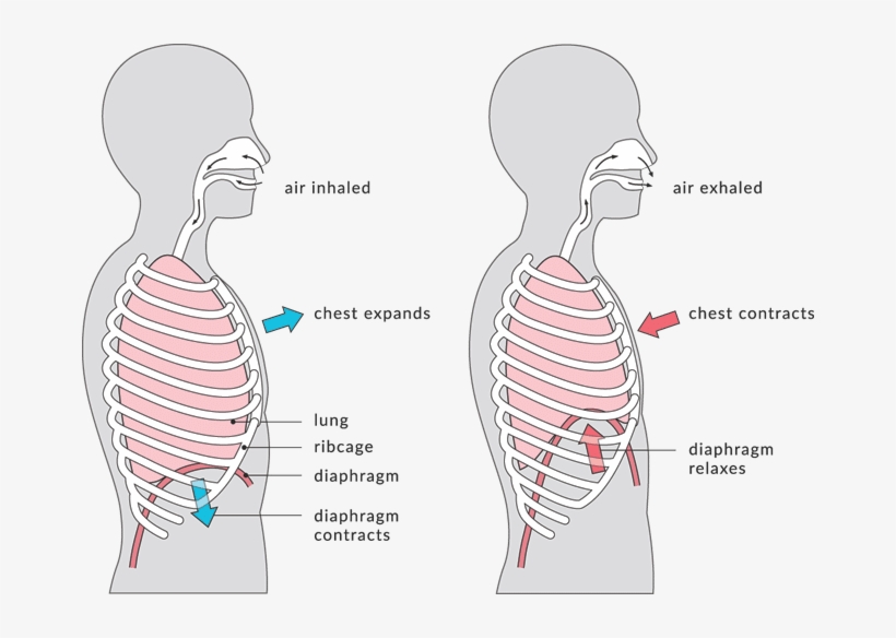 Download What Is Rib Flare - Know If You Have Neck Ribs - HD ...