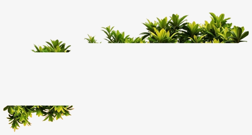 Png Plantas - Plantas Png, transparent png download