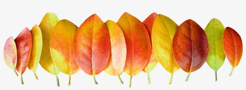 Leaves Png, transparent png download