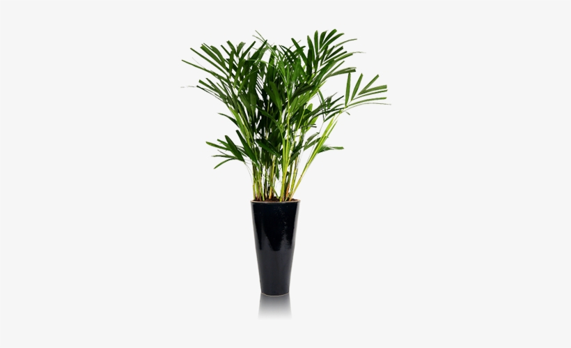 Vasos De Plantas Png - Porta Adesivo Escritorio, transparent png download
