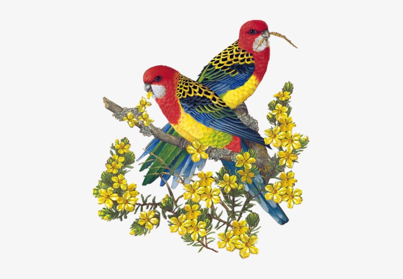 Watercolor - Http - //aupaysderosalie - A - U - Pic - Budgie, transparent png download