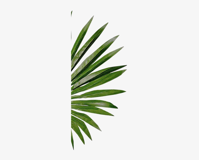 Read More, transparent png download