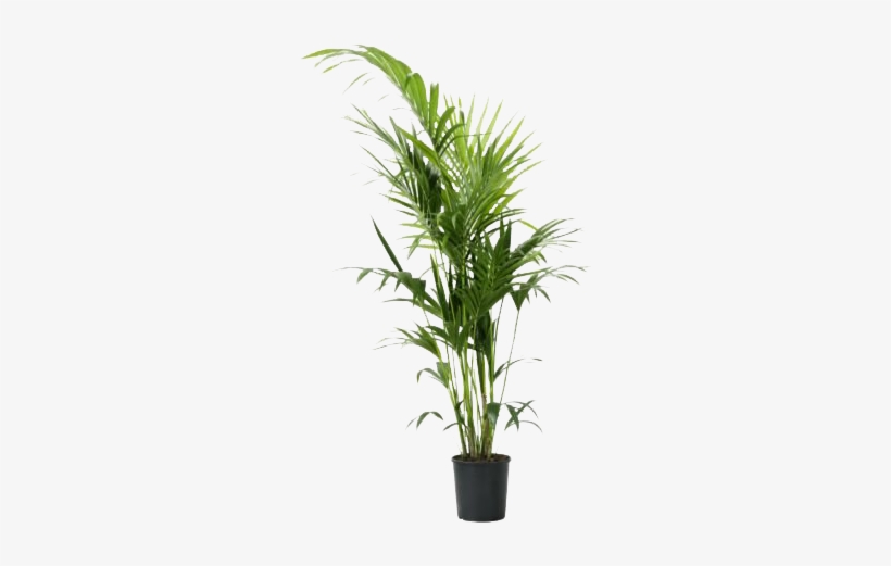 Related Wallpapers - Chrysalidocarpus Lutescens Ikea, transparent png download