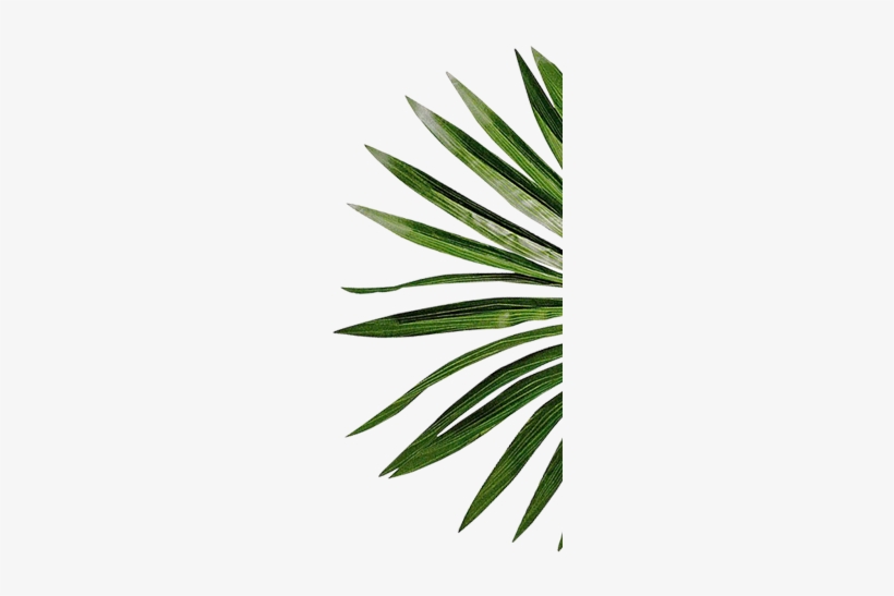 Book - Grass, transparent png download