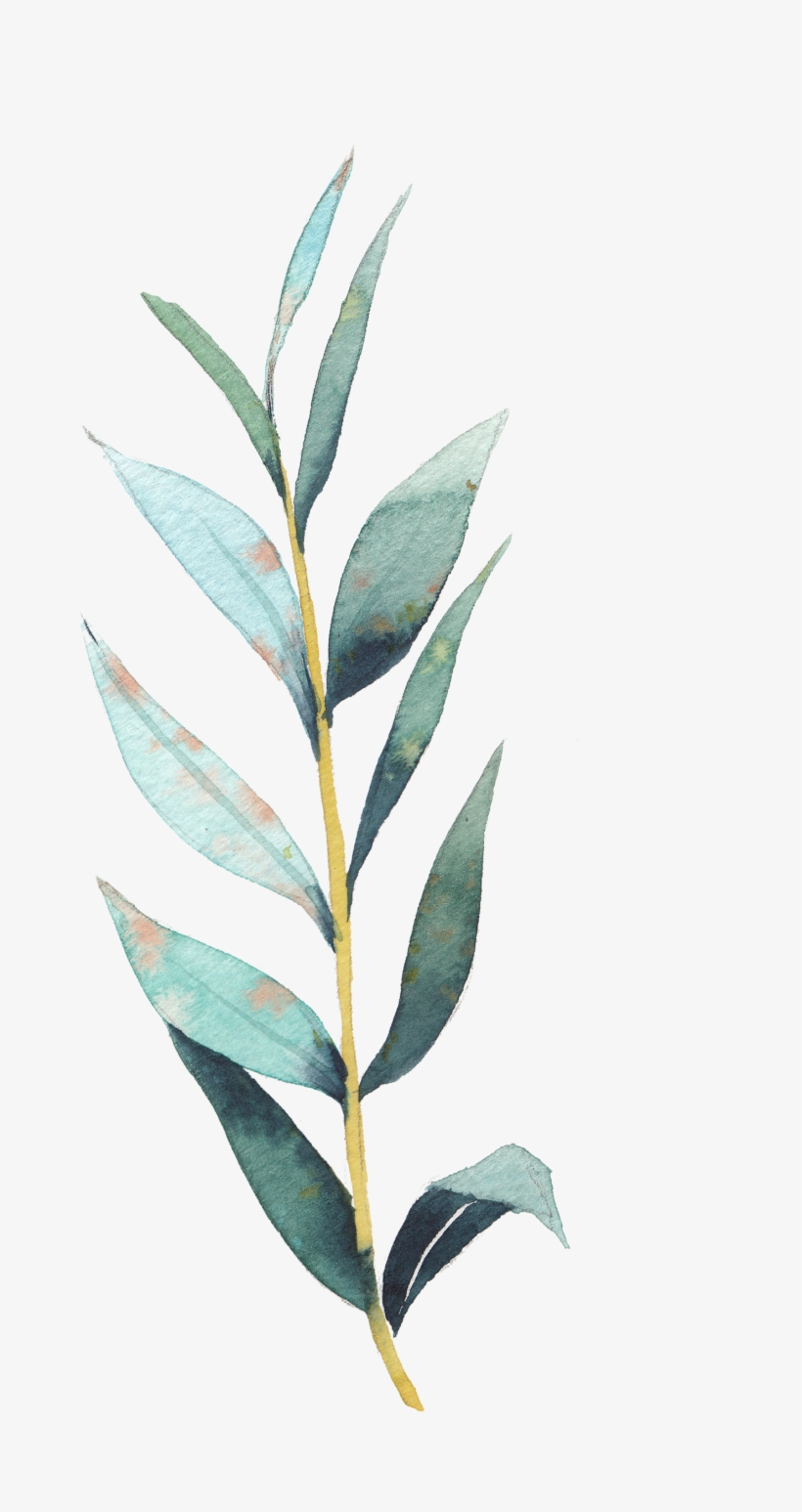 Art Stock Transprent Png - Eucalyptus Leaf Drawing Transparent, transparent png download