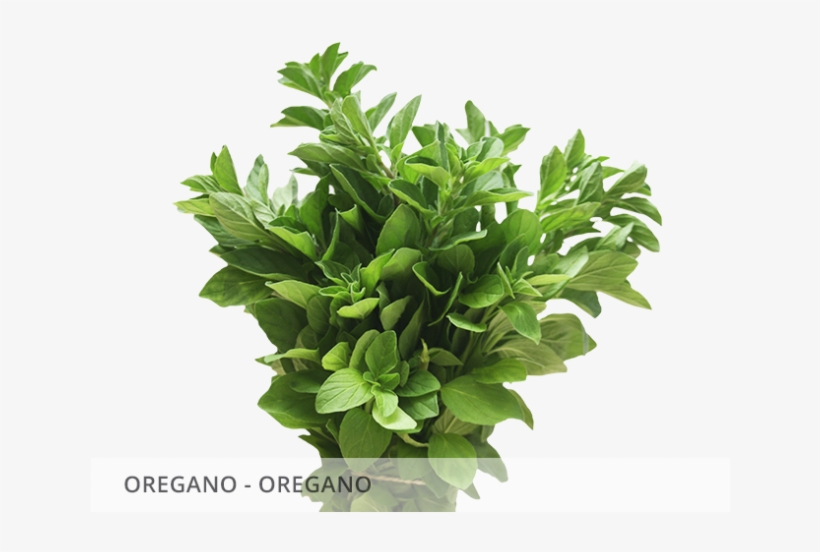 Oregano-oregano - Oregano Planta Png, transparent png download