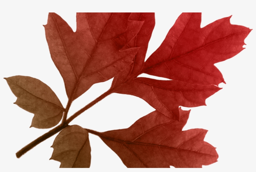 19 Autumn Leaves Image Transparent Download Transparent - Free Autumn Png, transparent png download