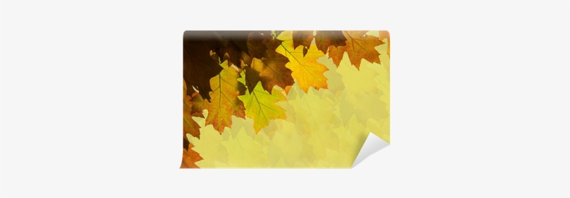 Maple Leaf, transparent png download