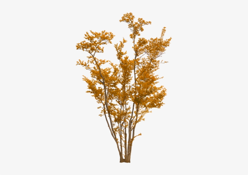 Arbre Png, Landscape Elements, Landscape Materials, - Photoshop Tree Png, transparent png download