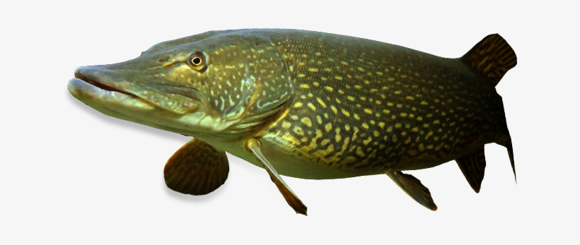 Artificial Fish Attractors Isn't New, Incorporating - Underwater Fish Png, transparent png download