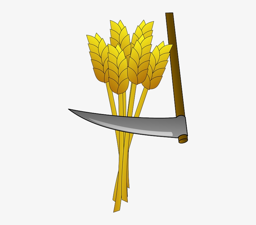 Wheat, Food, Farm, Harvest, Tool, Scythe, Crop, Field - Harvesting Wheat Clipart, transparent png download
