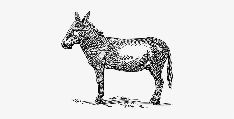 Donkey Farm Animal Mammal Standing Ground - Asiatic Wild Ass Drawings, transparent png download