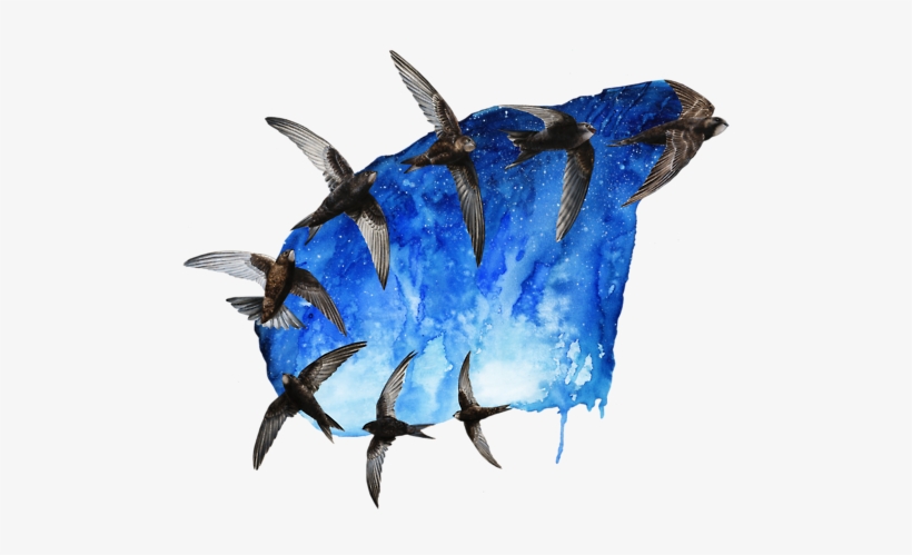 Common Swift - Swift Bird Art, transparent png download