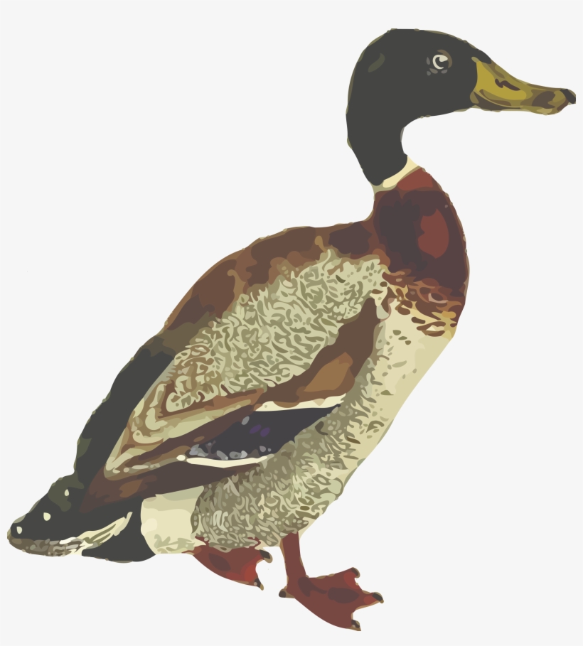 Birds - Graficos De Aves, transparent png download