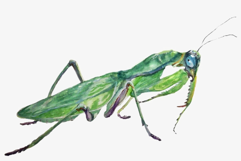 Mantis Png Photos - Portable Network Graphics, transparent png download